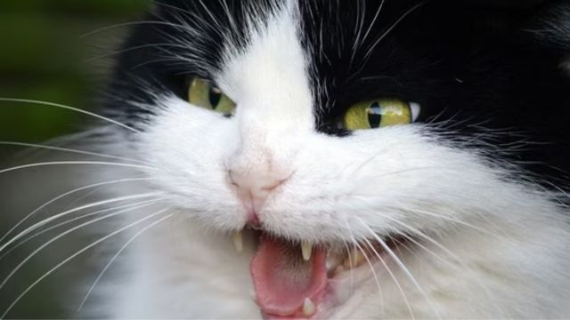 How to Deal With an Irritated Cat