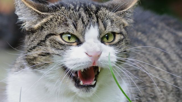 How to Deal With an Irritated Cat